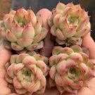 Echeveria 'Blue Light' - Beginner-Friendly, Low Maintenance Plant 3pcs x 1-head