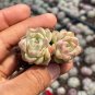 Echeveria 'Blue Light' - Beginner-Friendly, Low Maintenance Plant 3pcs x 1-head