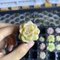Echeveria 'Blue Light' - Beginner-Friendly, Low Maintenance Plant 3pcs x 1-head