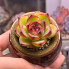 Echeveria cv. 'Gilva' - A Succulent Mixed Arrangements, and Sunny 3pcs x 1-head