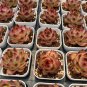 Echeveria cv. 'Gilva' - A Succulent Mixed Arrangements, and Sunny 3pcs x 1-head