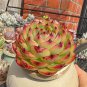 Echeveria cv. 'Gilva' - A Succulent Mixed Arrangements, and Sunny 3pcs x 1-head