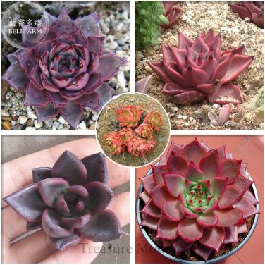 Taurus Echeveria Agavoides Romeo Seeds 5