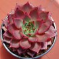 Taurus Echeveria Agavoides Romeo Seeds 5