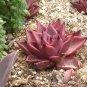 Taurus Echeveria Agavoides Romeo Seeds 5
