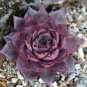Taurus Echeveria Agavoides Romeo Seeds 5