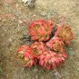 Taurus Echeveria Agavoides Romeo Seeds 5