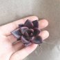 Taurus Echeveria Agavoides Romeo Seeds 5