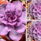 Echeveria 'Purple Pearl' Seeds 20
