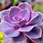 Echeveria 'Purple Pearl' Seeds 20