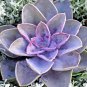 Echeveria 'Purple Pearl' Seeds 20