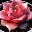 Echeveria Purpusorum Seed Fresh Succulent Plant Seeds 100
