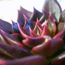10 ECHEVERIA affinis black seeds