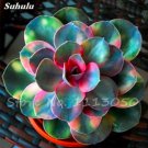 Echeveria Seeds Green Red Pink Yellow Colorful Succulent Plants 200