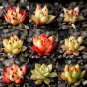 Echeveria Agavoides Seeds, E. agavoides Ebony Salitrera 10 seeds