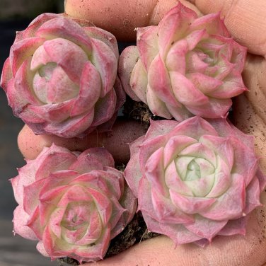 Echeveria 'Silhouette' - Drought-Tolerant, 3pcs x 1-head