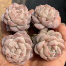 Echeveria cv. Pink Diamond Thick Leaves, Red Succulent 2pcs x 1-head