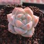Echeveria cv. Pink Diamond Thick Leaves, Red Succulent 2pcs x 1-head