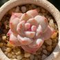 Echeveria cv. Pink Diamond Thick Leaves, Red Succulent 2pcs x 1-head