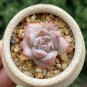 Echeveria cv. Pink Diamond Thick Leaves, Red Succulent 2pcs x 1-head