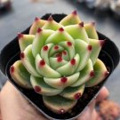 Echeveria Agavoides 'Blue Dragon' - Easy-to-Care Succulent 2pcs x 1-head