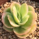 Echeveria 'Pinkola' - Thin Icy Pink Leaves Succulent 3pcs x 1-head