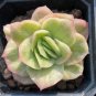 Echeveria 'Pinkola' - Thin Icy Pink Leaves Succulent 3pcs x 1-head