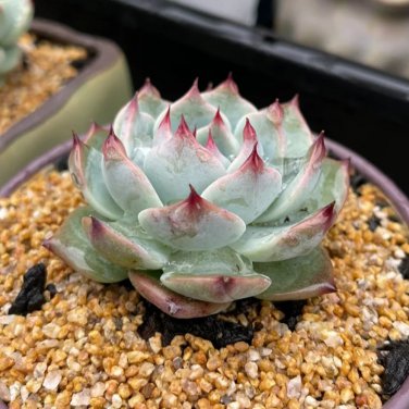 Echeveria chihuahuaensis - Pink-Edged Leaves, Easy  3pcs x 1-head