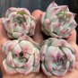 Echeveria chihuahuaensis - Pink-Edged Leaves, Easy 3pcs x 1-head