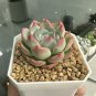 Echeveria chihuahuaensis - Pink-Edged Leaves, Easy 3pcs x 1-head
