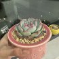 Echeveria chihuahuaensis - Pink-Edged Leaves, Easy 3pcs x 1-head