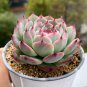 Echeveria chihuahuaensis - Pink-Edged Leaves, Easy 3pcs x 1-head