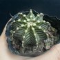 Gymnocalycium stenopleurum Cactus Succulent 3-4cm