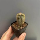 Frailea aurea | Miniature, Drought-Tolerant Succulent 3-4cm