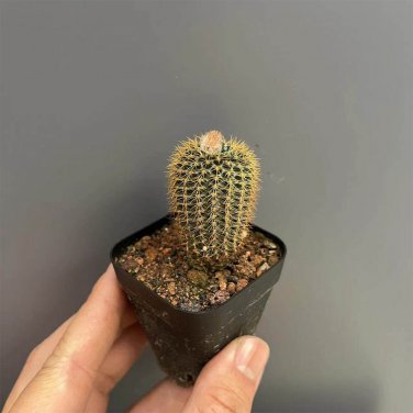 Frailea aurea | Miniature, Drought-Tolerant Succulent 3-4cm