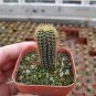 Frailea aurea | Miniature, Drought-Tolerant Succulent 3-4cm