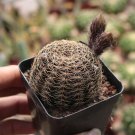Lobivia arachnacantha 'Huihuang' Cactus Clumping Yellow Bloom Succulent 3-4cm