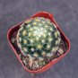 Mammillaria schiedeana Star Cactus with Soft Spines, Succulent 3-4cm