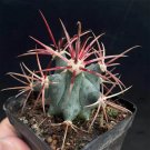 Ferocactus emoryi covillei Dragon Crown Barrel Cactus, Red Spine Succulent 3-4cm