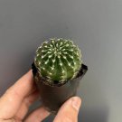 Echinopsis Hybrid 'Nongtaojin' Cactus Spherical Growth Succulent 3-4cm
