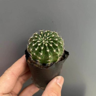 Echinopsis Hybrid 'Nongtaojin' Cactus Spherical Growth Succulent 3-4cm