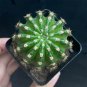 Echinopsis Hybrid 'Nongtaojin' Cactus Spherical Growth Succulent 3-4cm