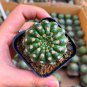 Parodia crassigibba Cactus Succulent 3-4cm