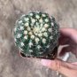 Parodia crassigibba Cactus Succulent 3-4cm