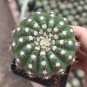 Parodia crassigibba Cactus Succulent 3-4cm