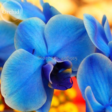 Phalaenopsis Orchid Flower Seeds for your choose NF564xT2