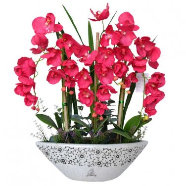 Phalaenopsis Orchid Flower Seeds for your choose NF564xT3