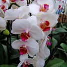 Phalaenopsis Orchid Flower Seeds for your choose NF564xT6