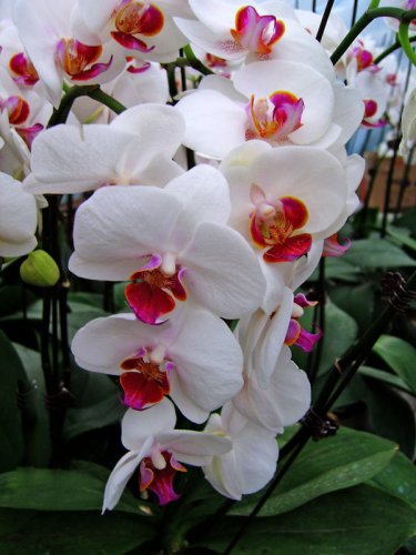 Phalaenopsis Orchid Flower Seeds for your choose NF564xT6