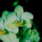 Phalaenopsis Orchid Flower Seeds for your choose NF564xT7